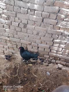 Sindhi hens available for sale