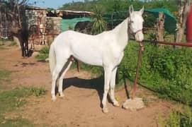 Mixbred Nukra horse for sale