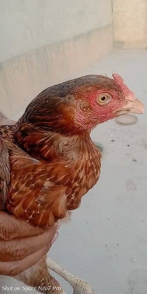 Aseel hen for sale egg laying 1