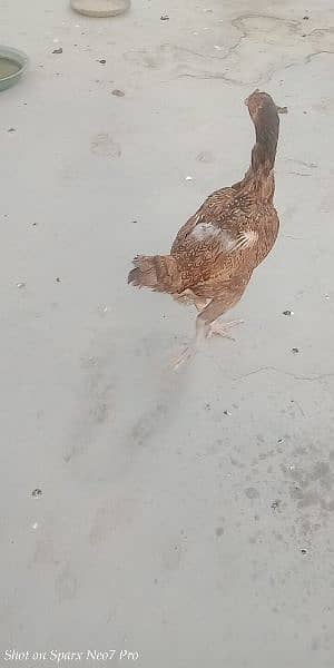 Aseel hen for sale egg laying 2