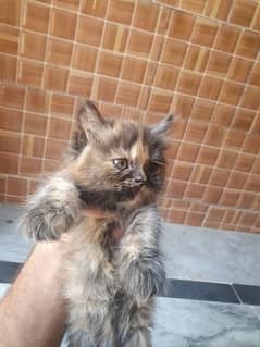 Persians kitten for sale