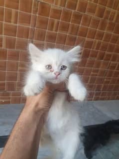 Persians kitten for sale