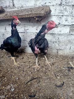 2 aseel hens for sale