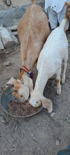goats hai