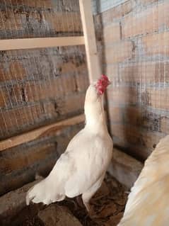 Aseel Heera Breeder Pair, Chick and Other Aseels