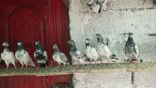 Ali waly pigeons