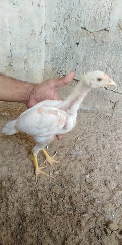 heera chicks for sale whatsapp 03304819375