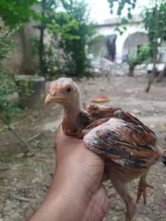 aseel chicks available age 4 months