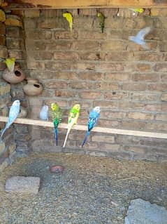 Australian perrots