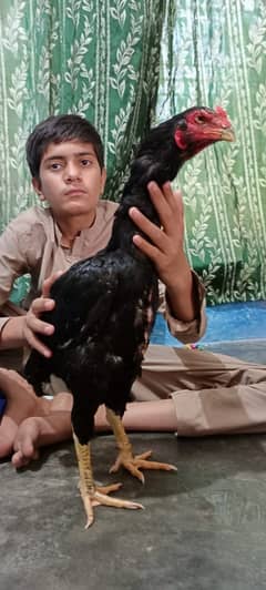 Aseel lasanni Chicken of 7 months old for sale
