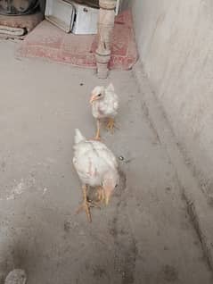 High Quality 8 Aseel chicks with 2 Heera Aseel
