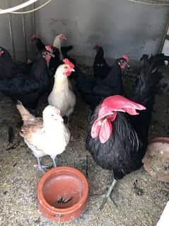 Austrolop Egg laying hens with rooster