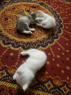 Selling New Born Kittens