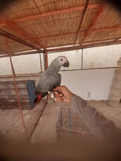 African Grey Parrot pair.