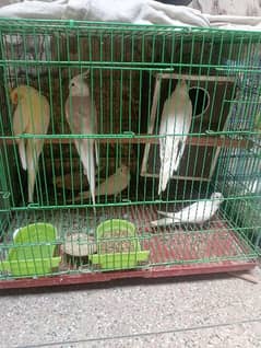 breeder pair and cages