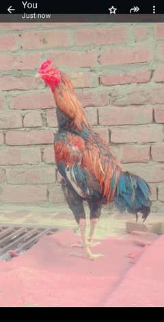 Aseel lakha rooster