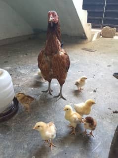 Pure aseel murghi with 10 chicks for sale