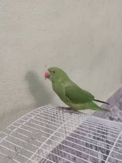 Indian rickneck green parrot