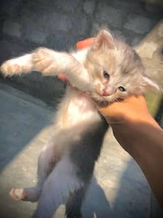 Domestic Shorthair Kittens/Cats , 2 months age , Litter Train