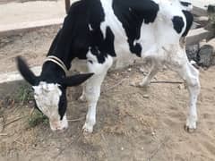 cow baby for sale urgent