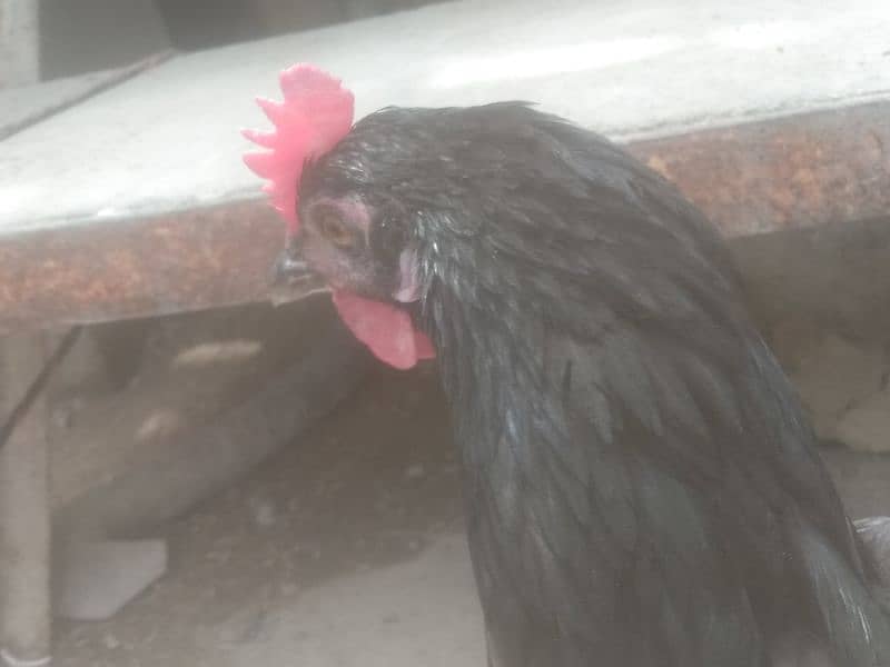 Australorp hen 1male and 4 female contact only WhatsApp 03341228023 1