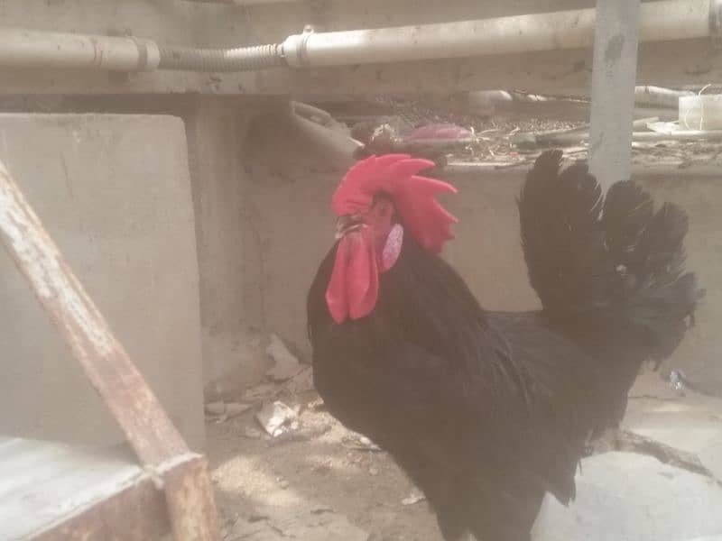 Australorp hen 1male and 4 female contact only WhatsApp 03341228023 6