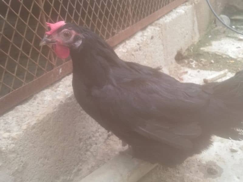 Australorp hen 1male and 4 female contact only WhatsApp 03341228023 7