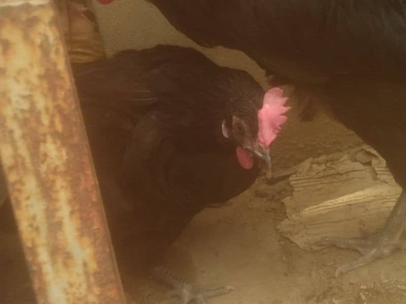 Australorp hen 1male and 4 female contact only WhatsApp 03341228023 9