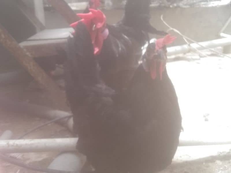 Australorp hen 1male and 4 female contact only WhatsApp 03341228023 10