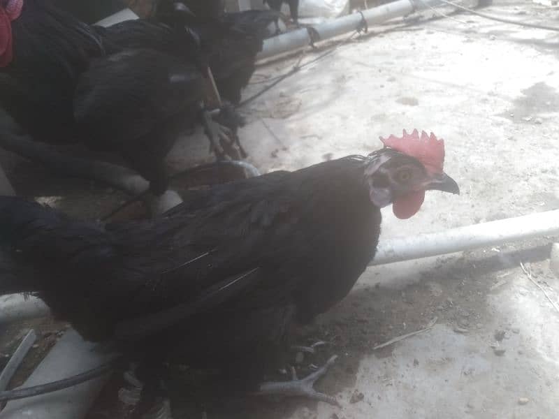 Australorp hen 1male and 4 female contact only WhatsApp 03341228023 12