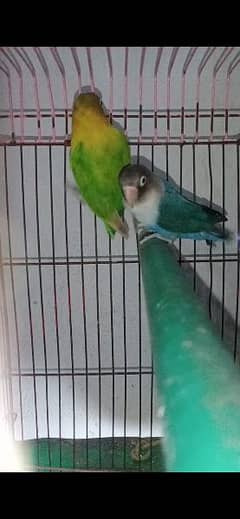 breeder love bird pair