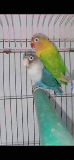 breeder love bird pair