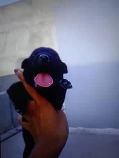 Labrador and black German shepherd puppy what'sapp number 03043195600