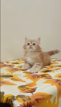 Persian kittens available for sale ( triple coated)