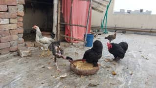 Mix breed hens for sale