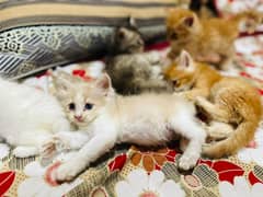 5 persian kitten available tripple coated punch face