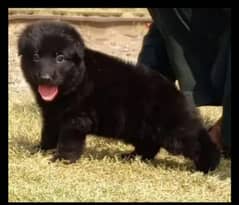 Black German Shepherd Long Coat Dog | German Shepherd Pair