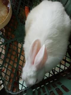 male rabbit