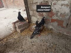 Rampuri birds