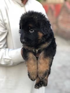 Black Gsd puppy proper long coat males available. . . .