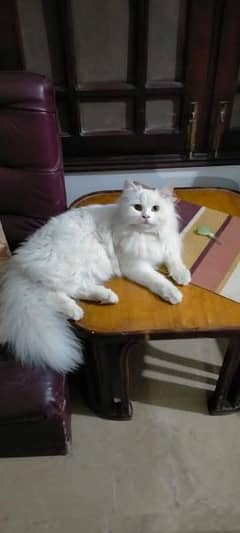 Persian cat for sale