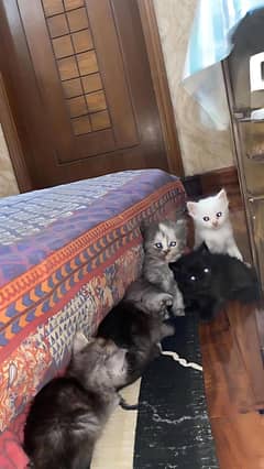 Pure persian triple coat kittens up for adoption