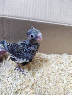 For Sale: Beautiful Cockatiel Birds