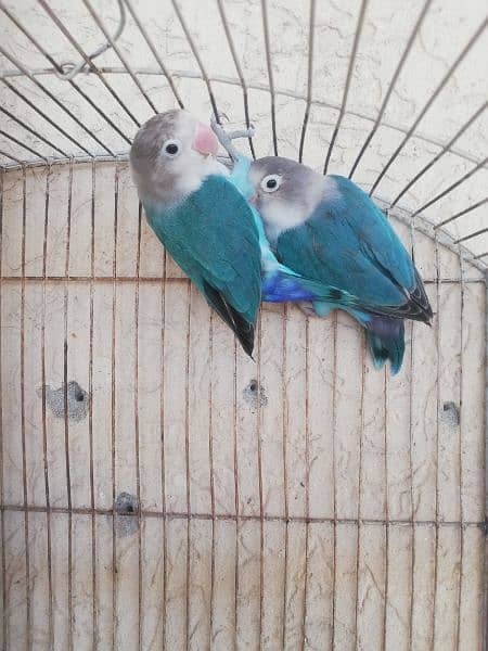 lovebird breeder pairs for sale 03315669922 2
