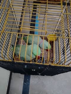 raw parrots pair for sale with cage