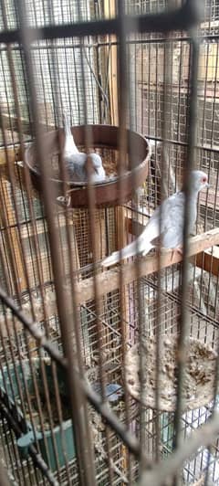 DOVES FOR SALE . BLUE PIED AND COMON DOVE WATSUP 03110245067 0