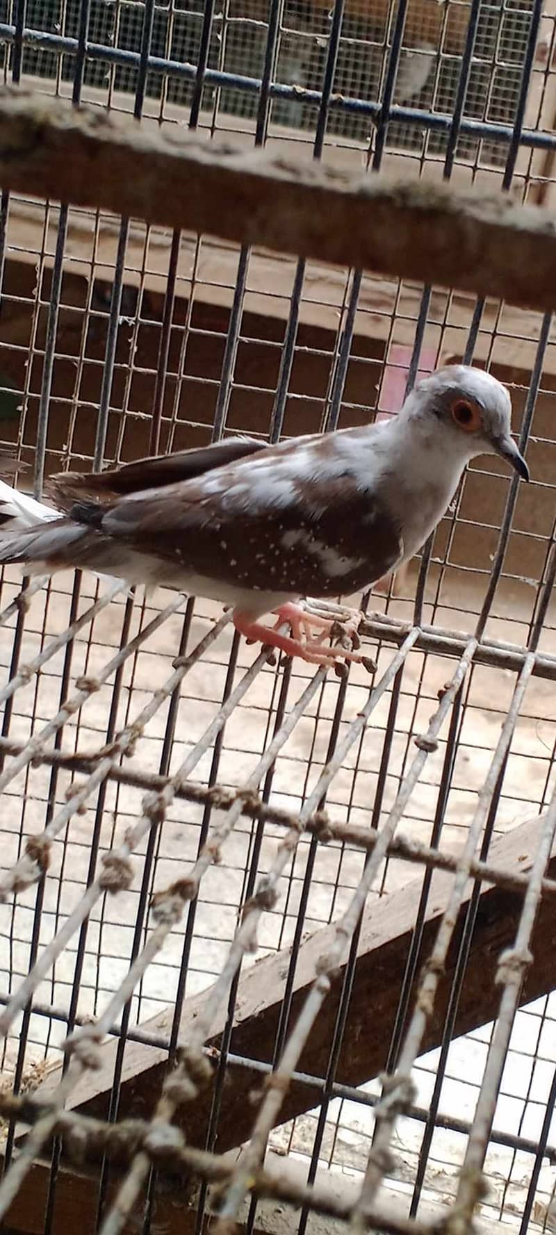 DOVES FOR SALE . BLUE PIED AND COMON DOVE WATSUP 03110245067 3