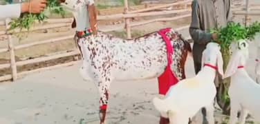 desi bakri 3 bacchon ke sath for sale WhatsApp on 03144720143