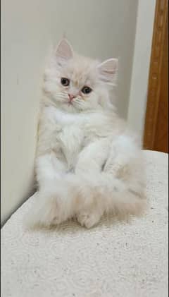 persian triple coat male and female kittens