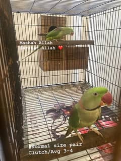 / Raw parrot / Breeder Pair / Raw parrot for sale